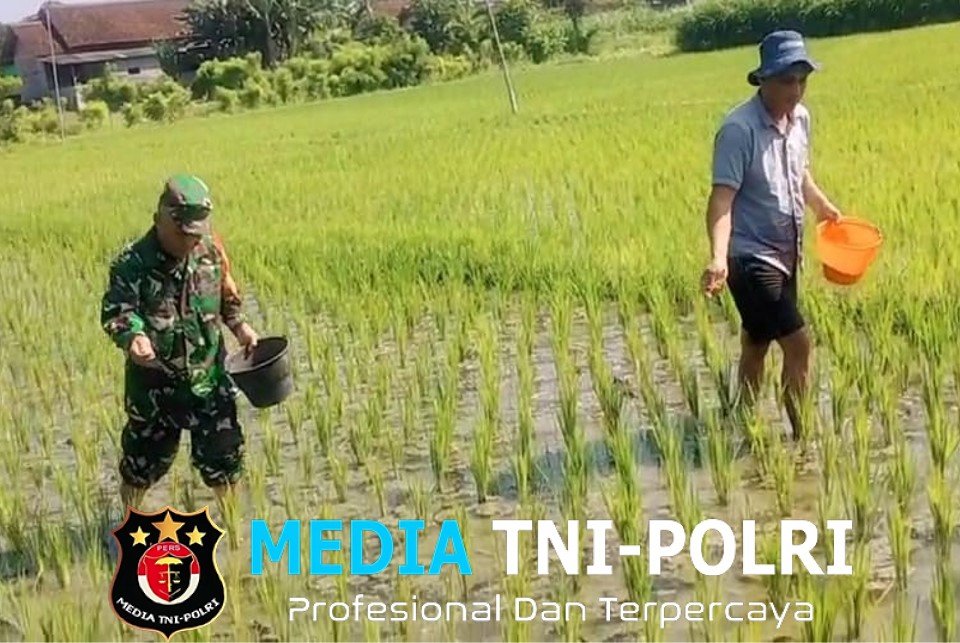 Babinsa Dermojayan Wujudkan Ketahanan Pangan, Turun Langsung Bantu Petani Memupuk Padi