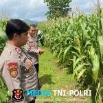 Polri Kawal Ketahanan Pangan, Kapolsek Ngadirojo dan Purwantoro Cek Lahan Jagung Jelang Panen