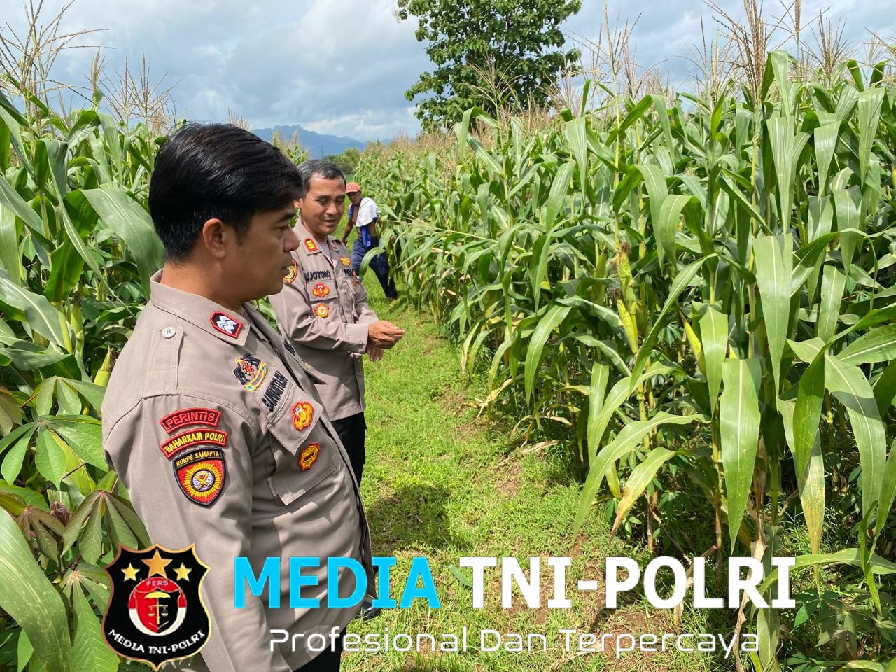 Polri Kawal Ketahanan Pangan, Kapolsek Ngadirojo dan Purwantoro Cek Lahan Jagung Jelang Panen