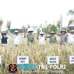 Dandim 0818/Malang-Batu Hadiri Panen Perdana Padi Unggul HKTI Kabupaten Malang