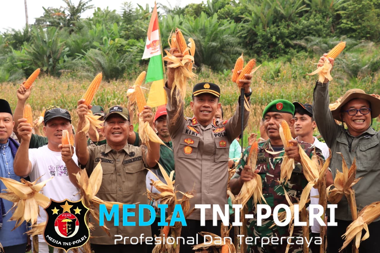 Bulog Siap Beli Rp 6.400 Perkilogram, Wabup A. Khafidh dan Kapolres Panen Jagung di Rantau Alai