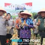 Panen Jagung di Bantar Panjang Buktikan Program Ketahanan Pangan Berjalan