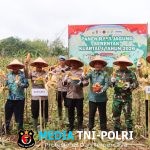 Polres Tanggamus Bersama Pemkab dan Kelompok Tani Panen Perdana Jagung Kuartal IV