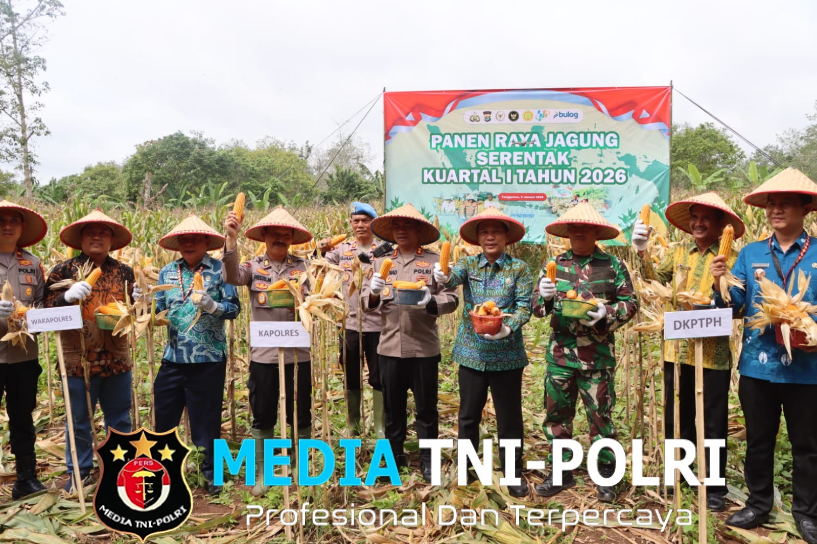 Polres Tanggamus Bersama Pemkab dan Kelompok Tani Panen Perdana Jagung Kuartal IV