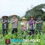 Polres Metro Tangerang Kota Dukung Swasembada Pangan Lewat Panen Raya Jagung Serentak Polri 2026