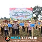 Kapolda Lampung Pimpin Panen Raya Jagung Kuartal IV, Produksi Tembus 86 Ribu Ton