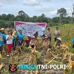Panen Raya Jagung di Desa Mandor, Bukti Nyata Program 1 Desa 1 Hektar Berhasil