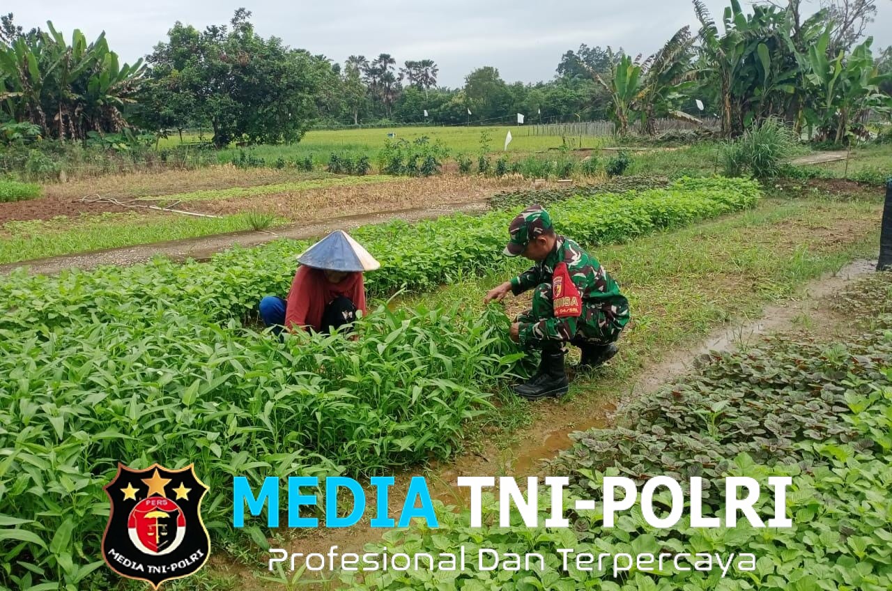 Dukung Ketahanan Angan Wilayah, Babinsa Koramil 420-04/Sarolangun Bantu Petani Panen Sayur Bayam dan Kangkung