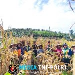 Panen Perdana Jagung Desa Sei Laki Dukung Ketahanan Pangan