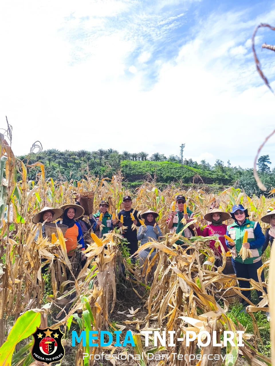 Panen Perdana Jagung Desa Sei Laki Dukung Ketahanan Pangan