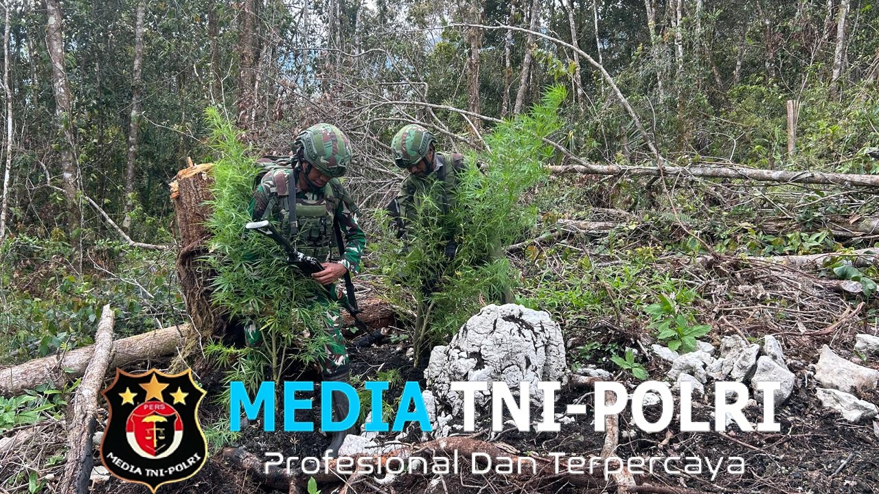 STOP Normalisasi Ganja, Mari Selamatkan Generasi Muda Pegunungan Bintang