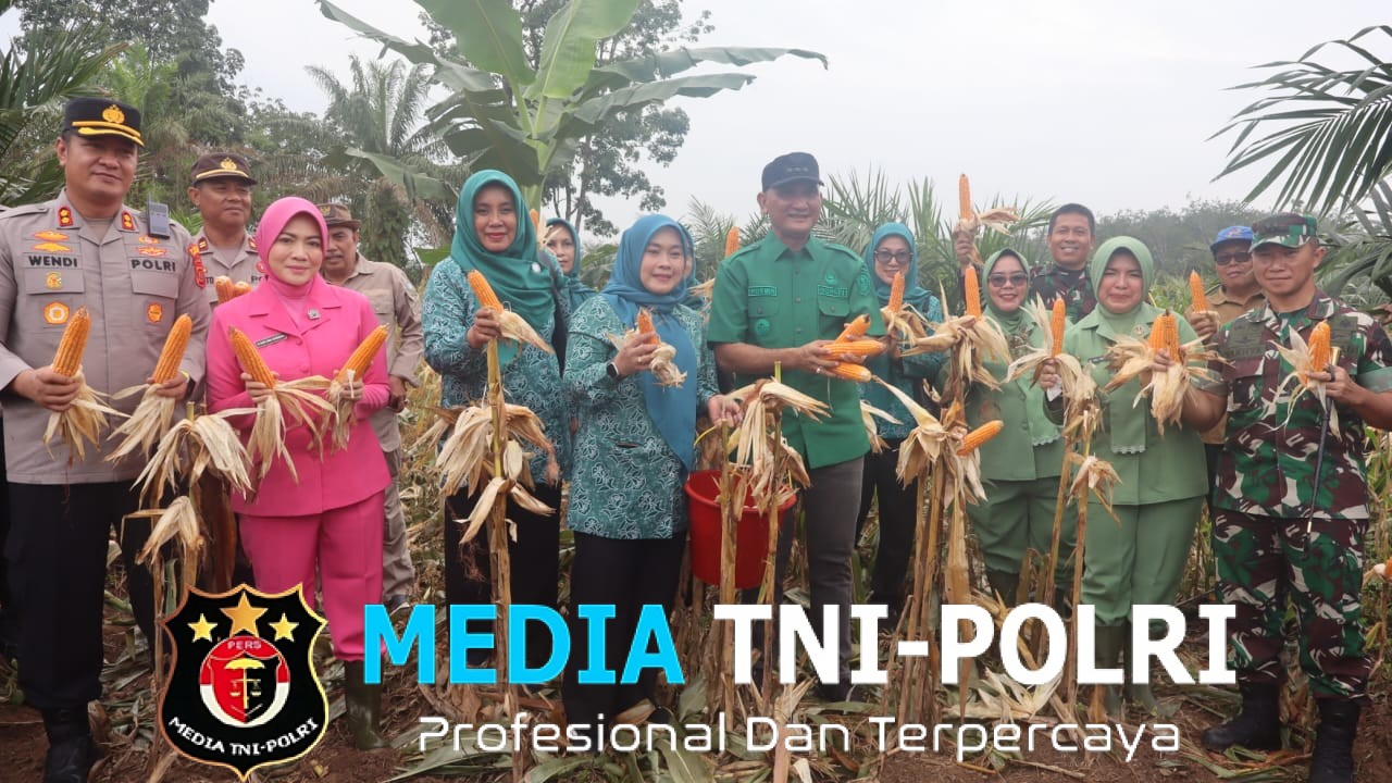 Dandim 0420/Sarko Hadiri Panen Raya Cabai Merah, Jagung, Semangka dan Padi di Desa Rantau Tenang
