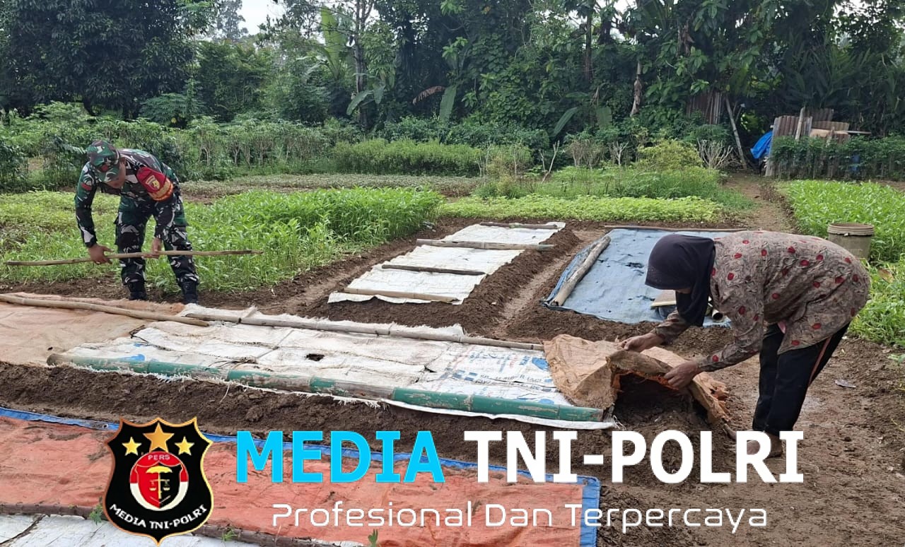 Aktif Dampingi Petani, Dari Penyiapan Lahan hingga Pascapanen Oleh Babinsa Koramil 420-04/Sarolangun