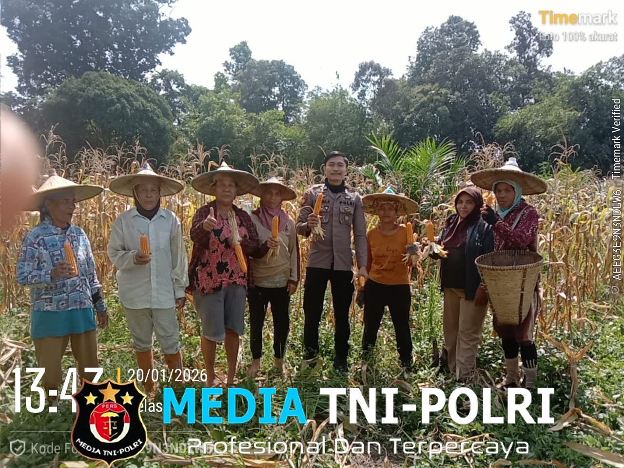 Bintara Pengerak Desa Tembawang Bale Hadiri Panen Perdana