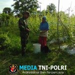 Babinsa Bantu Petani Panen Mentimun