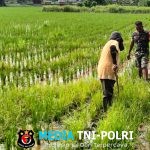 Babinsa Koramil 17/SPK Turun ke Sawah, Bantu Petani Blang Raleu Bangkit Pasca Musibah
