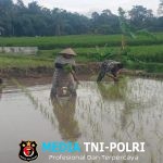 Dukung Ketahanan Pangan Nasional, Serda Dedy Awang Dampingi Penanaman Padi Milik Bapak Sumino