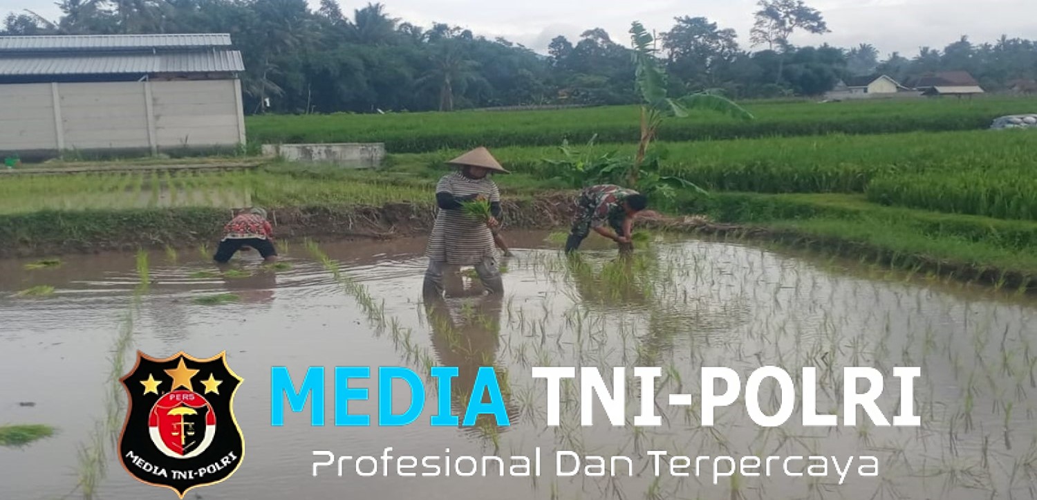 Dukung Ketahanan Pangan Nasional, Serda Dedy Awang Dampingi Penanaman Padi Milik Bapak Sumino