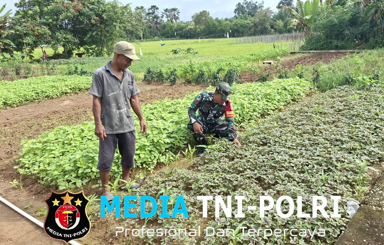 Babinsa Bantu Petani Mengecek dan Membersihkan Kebun Sayur