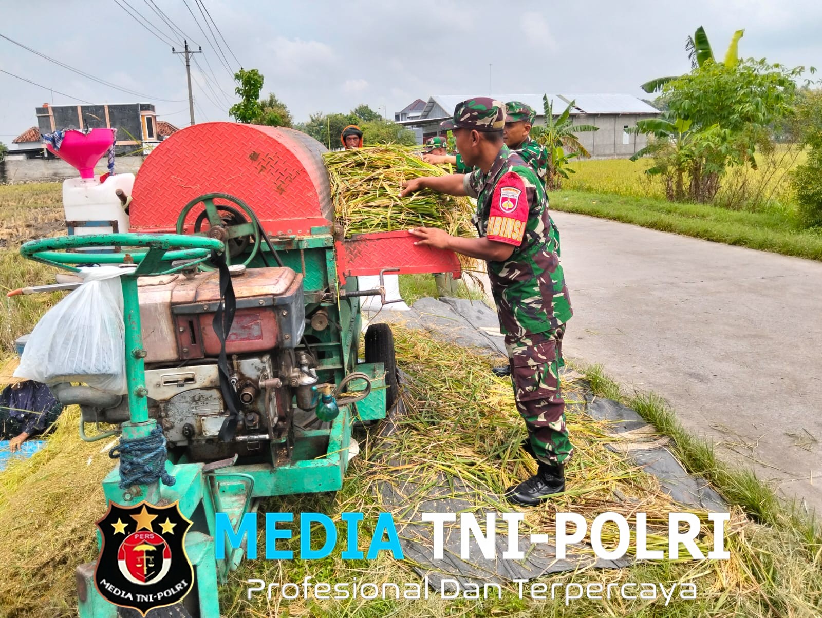Sukseskan Ketahanan Pangan, Babinsa Bantu Petani Panen Padi