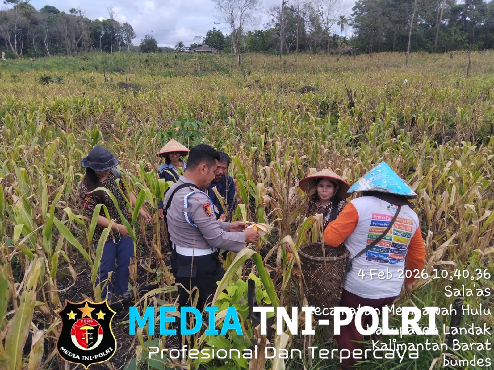 Bintara Penggerak Hadiri Panen Perdana Jagung di Desa Sala’as