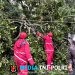 Satgas Siaga Bencana Polres Lampung Utara Evakuasi Pohon Tumbang di Desa Cempedak