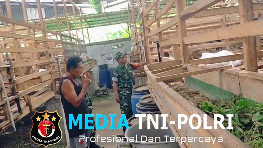 Babinsa Cari Ilmu ke Peternak, Pelajari Cara Memilih Bibit Kambing Unggul