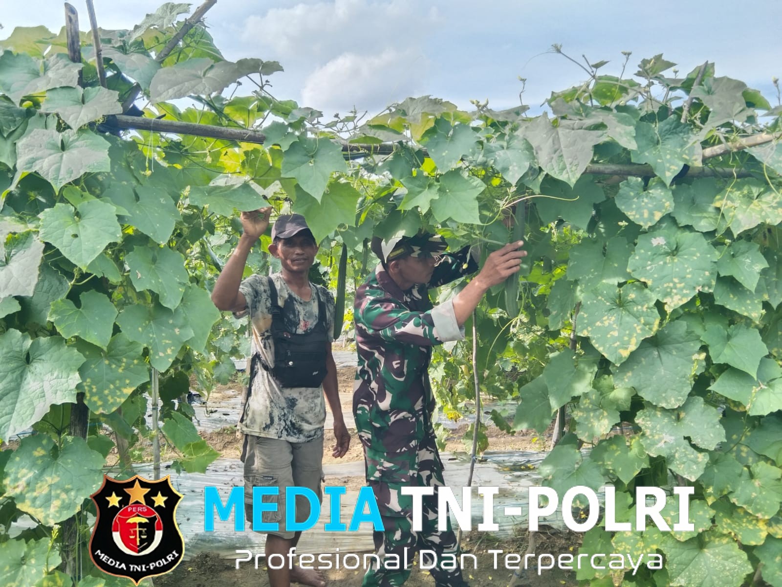 Babinsa Mendampingi Petani Dalam Kegiatan Bercocok Tanaman Jenis Sayur Mayur