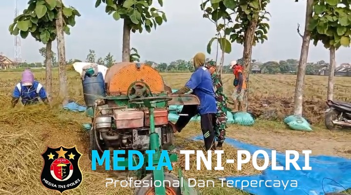 Babinsa Bantu Panen Padi Petani Wujudkan Ketahanan Pangan