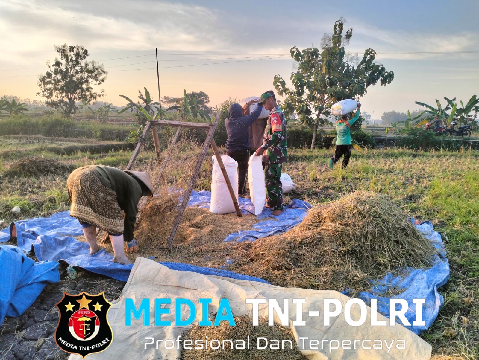 Masa Panen Tiba, Babinsa Tak Segan Turun ke Sawah Bantu Petani