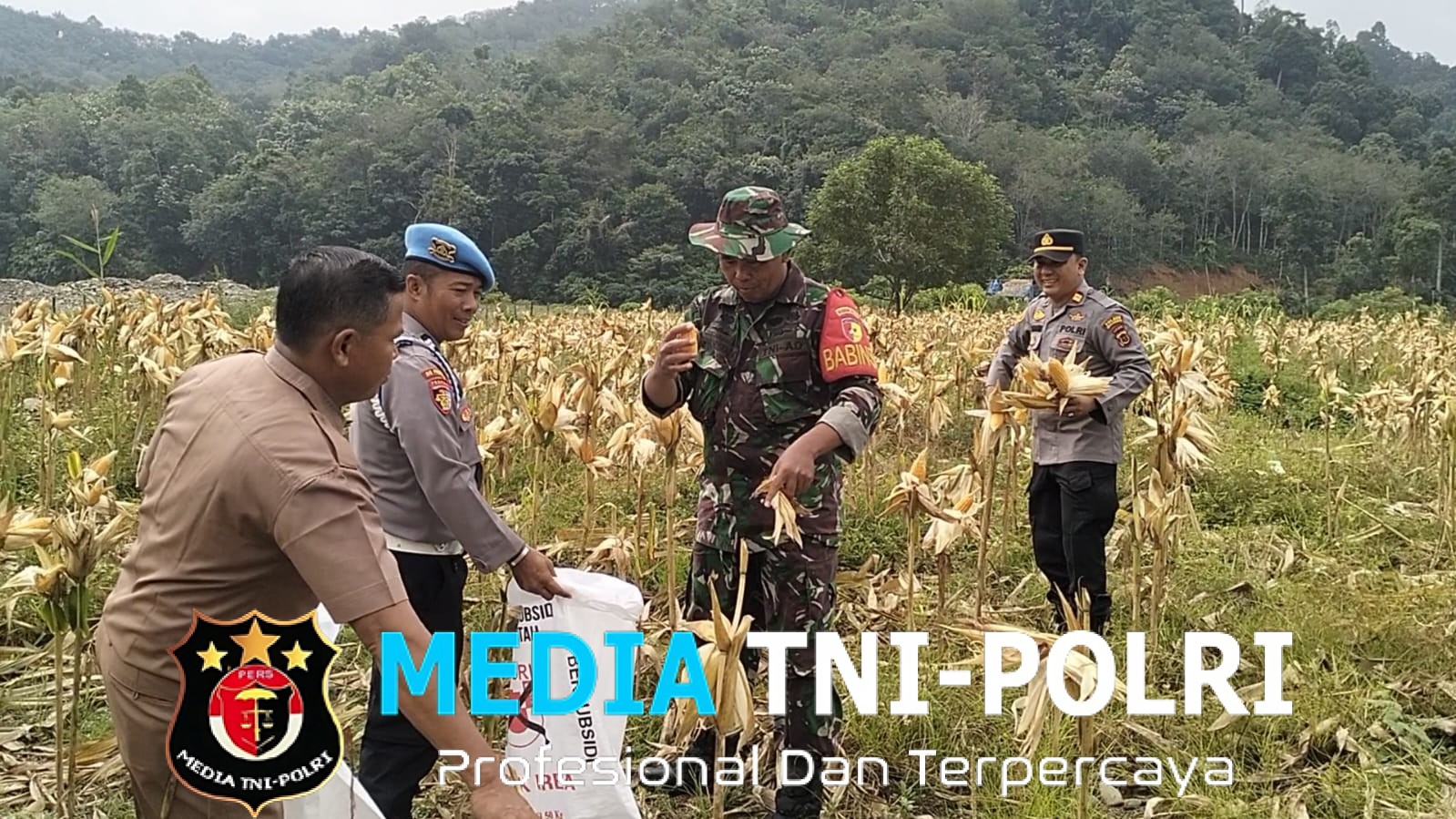 Babinsa Koramil 420-08/Tabir, Sertu Ilman Hushada Melaksanakan Komsos & Panen Jagung Bersama Masyarakat Desa Muara Kibul & Bhabinkamtibmas, Kecamatan Tabir Barat, Kab. Merangin