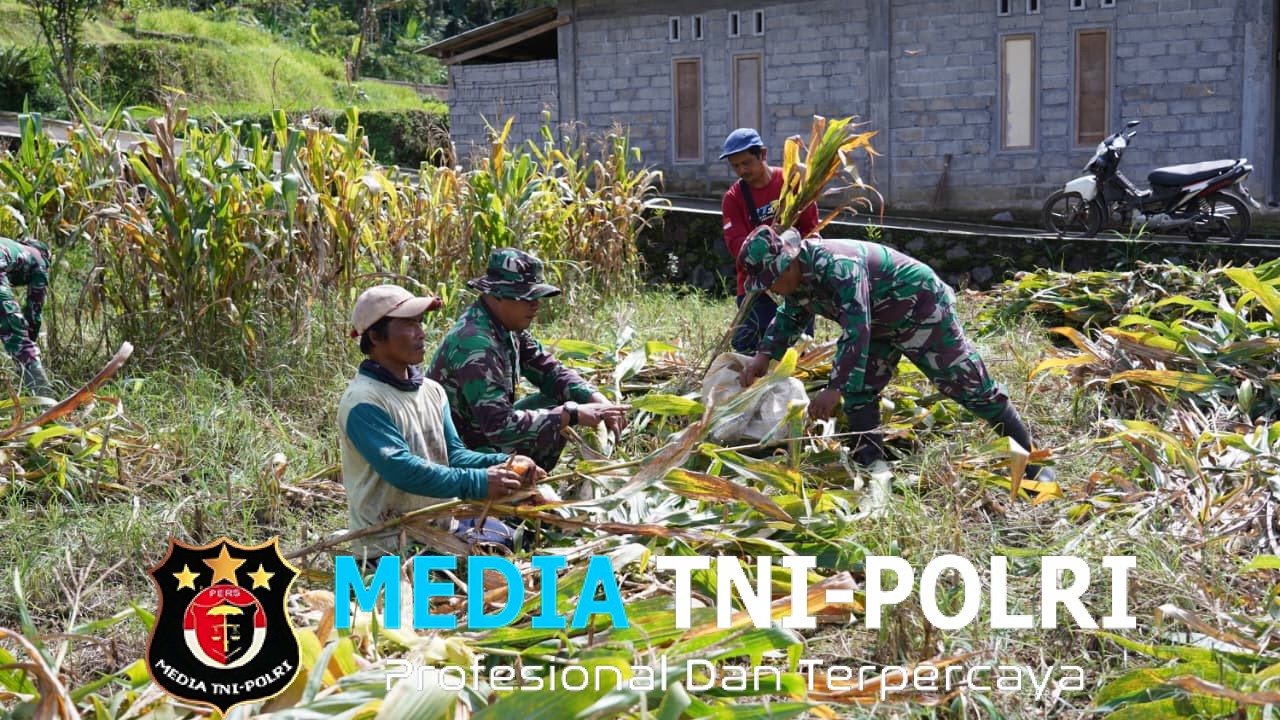 Dukung Ketahanan Pangan, Anggota Satgas TMMD Bantu Warga Panen Jagung