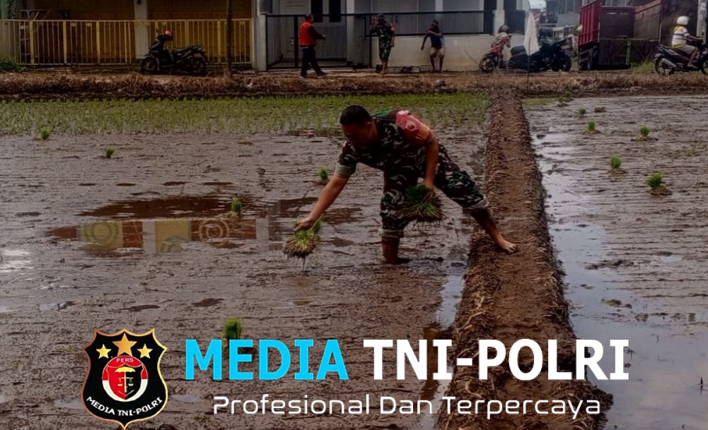 Babinsa Gondowangi Turun ke Sawah, Dukung Ketahanan Pangan Nasional di Wagir