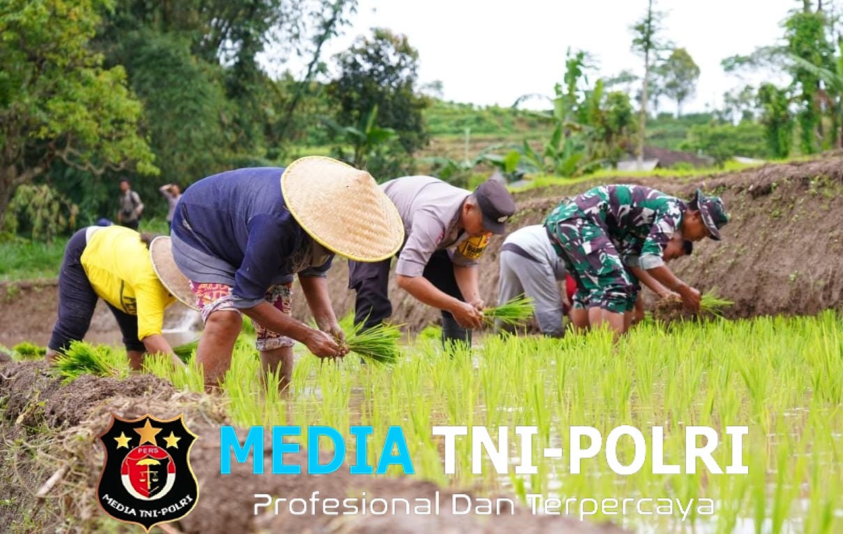 Satgas TMMD Ke 127 Bersama Warga Laksanakan Penanaman Padi Dukung Ketahanan Pangan Di Desa Krisik