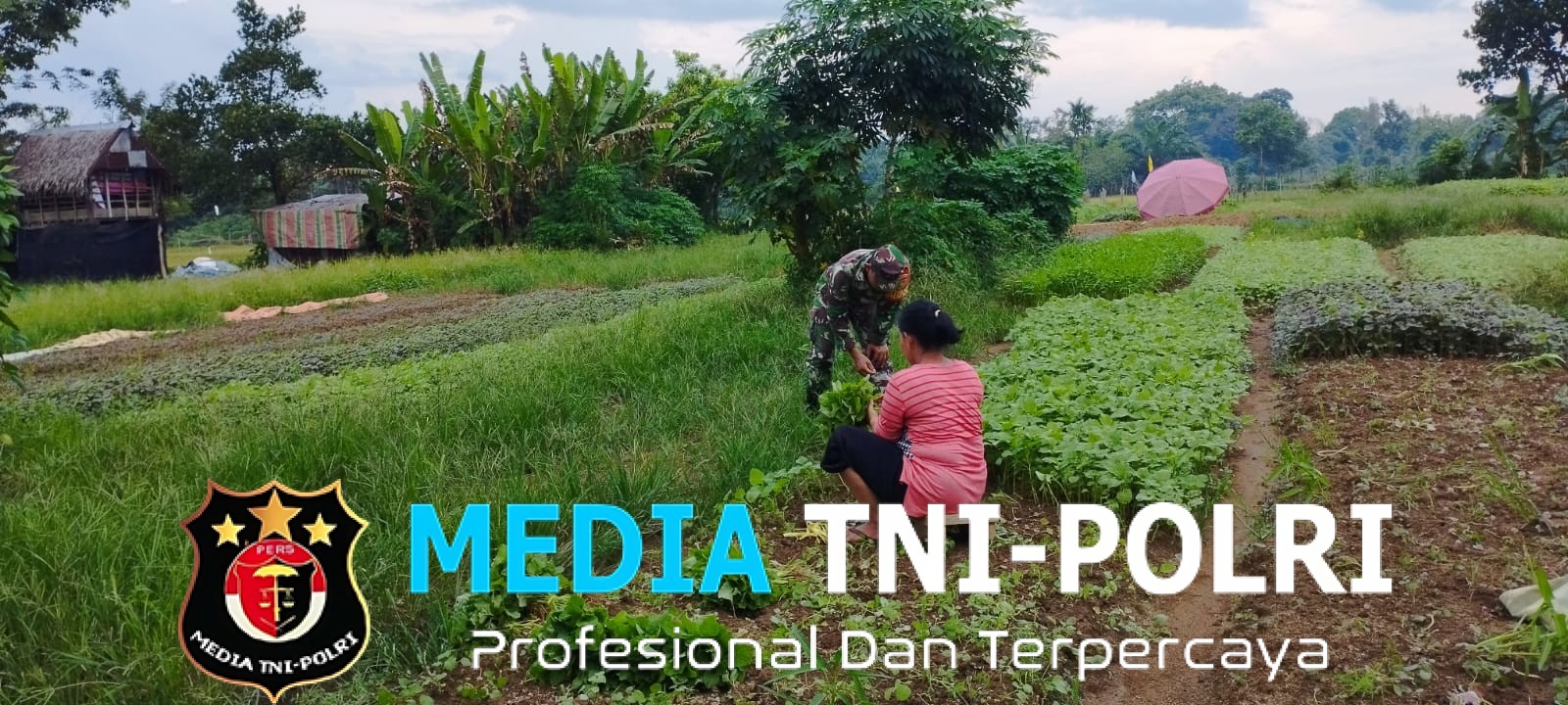 Babinsa Bantu Petani Panen Bayam