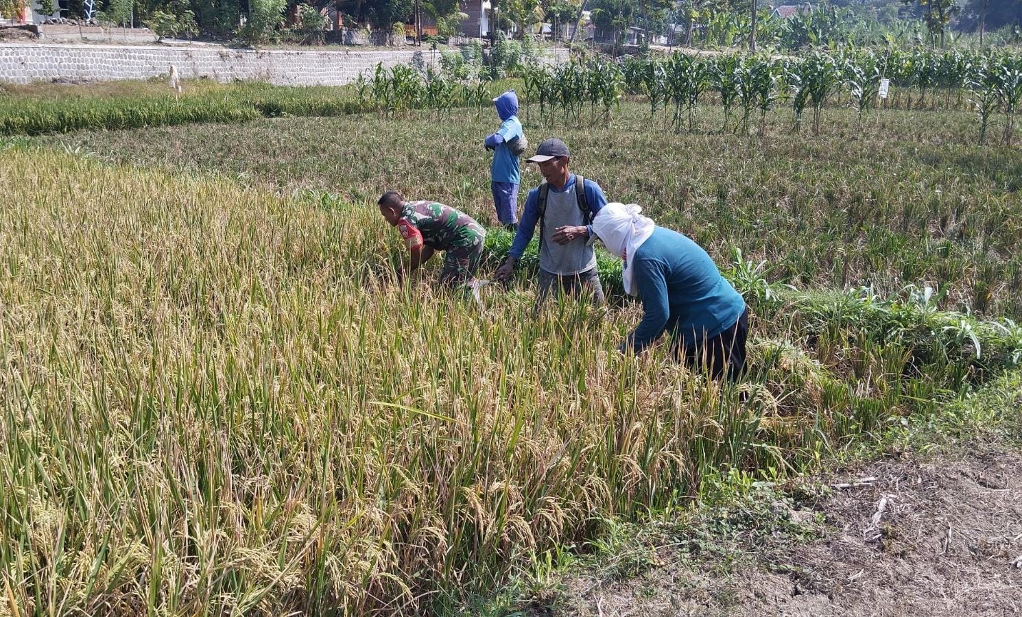 Babinsa Bantu Potong Padi, Sukseskan Masa Panen Petani