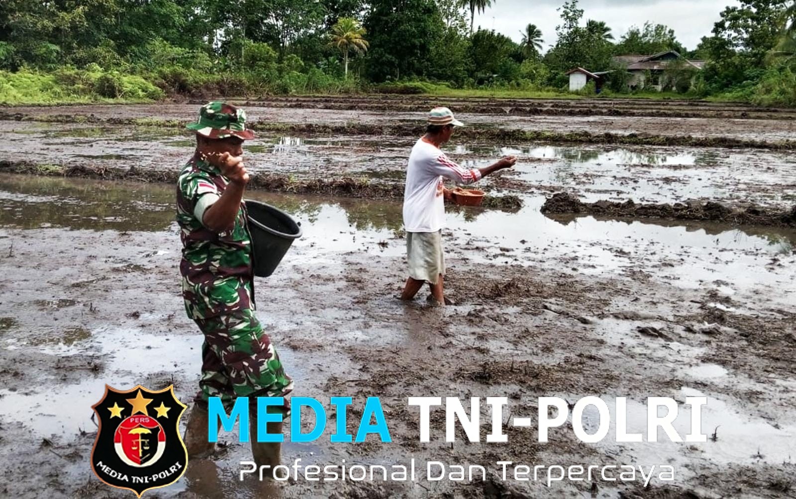 Babinsa Sigabel Jaya Turun Ke Sawah, Wujud Nyata TNI Dukung Ketahanan Pangan di Perbatasan