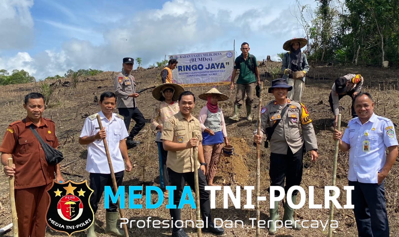 Kapolsek Menyuke Dampingi Camat Banyuke Hulu Tanam Tanam Jagung Ke Banyuke Hulu