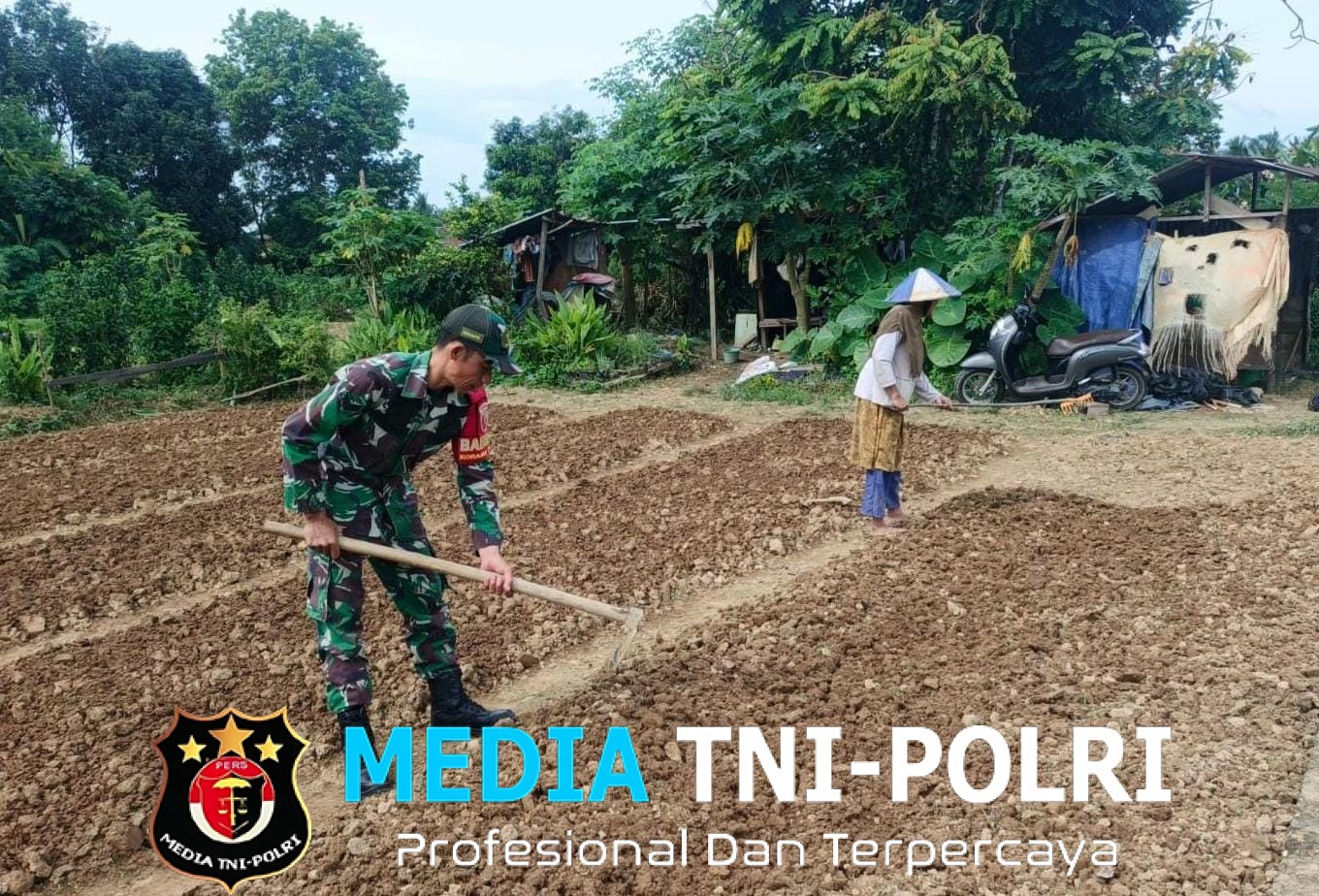 Babinsa Koramil 420-04/ Sarolangun Dampingi Petani Megolah Lahan Tanaman Bayam