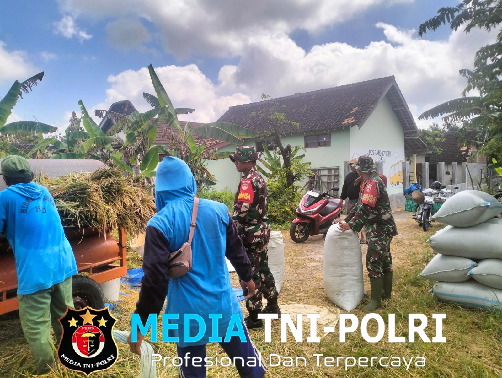 Babinsa Isi Harinya dengan Panen Bersama Petani di Wilayah Binaan