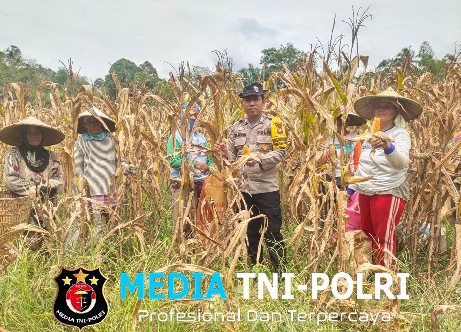 Bintara Penggerak Desa Tunang Hadiri Panen Jagung Bersama Petani
