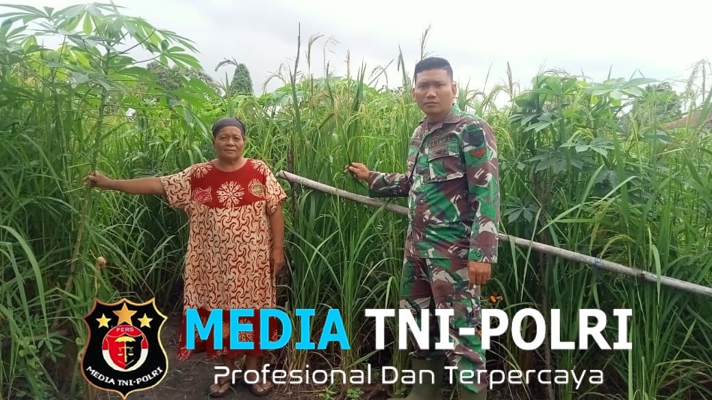 Babinsa Bantu Petani Rawat Tanaman Padi