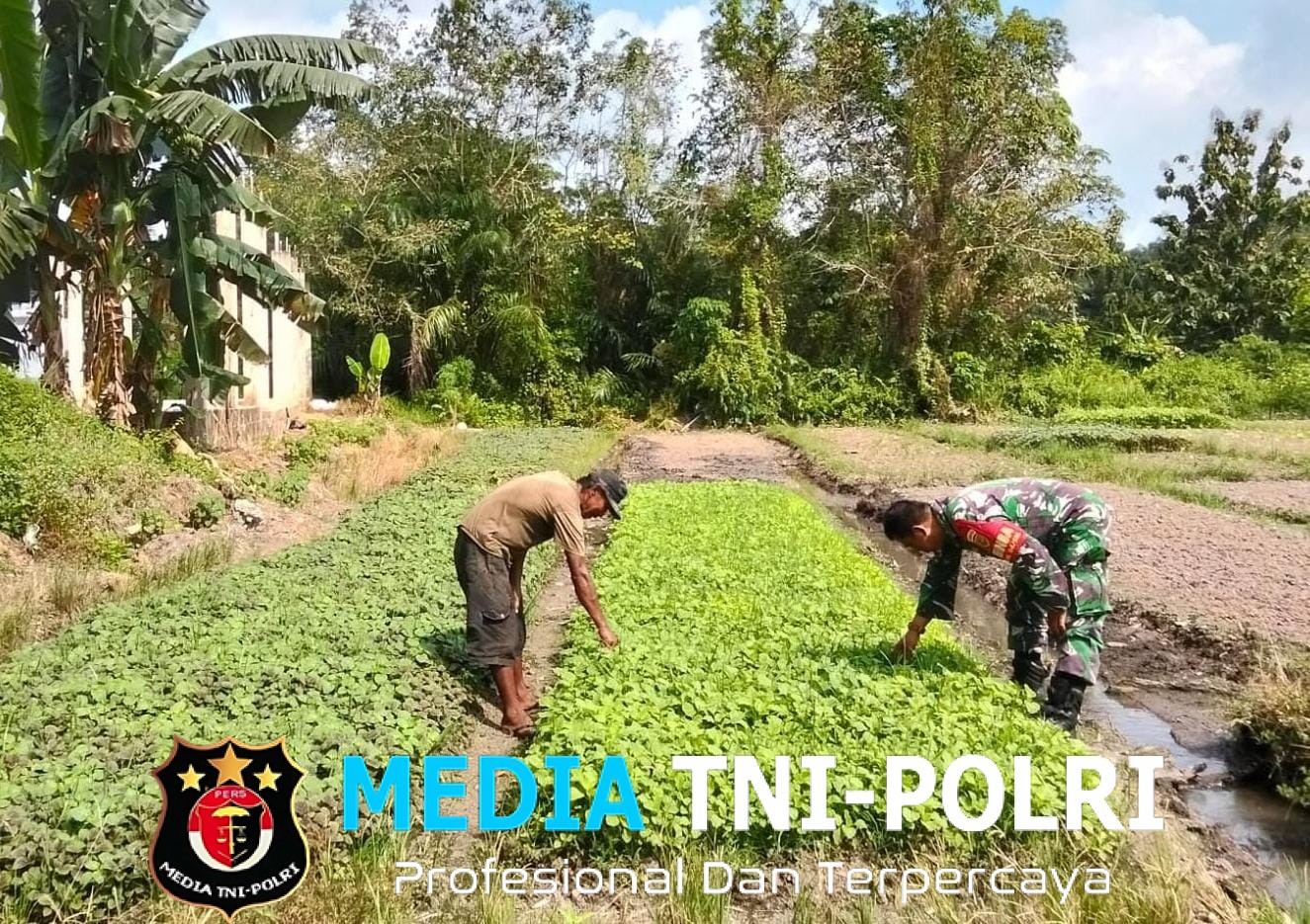 Babinsa Turun Kelapangan Bantu Petani Merawat Tanaman Bayam