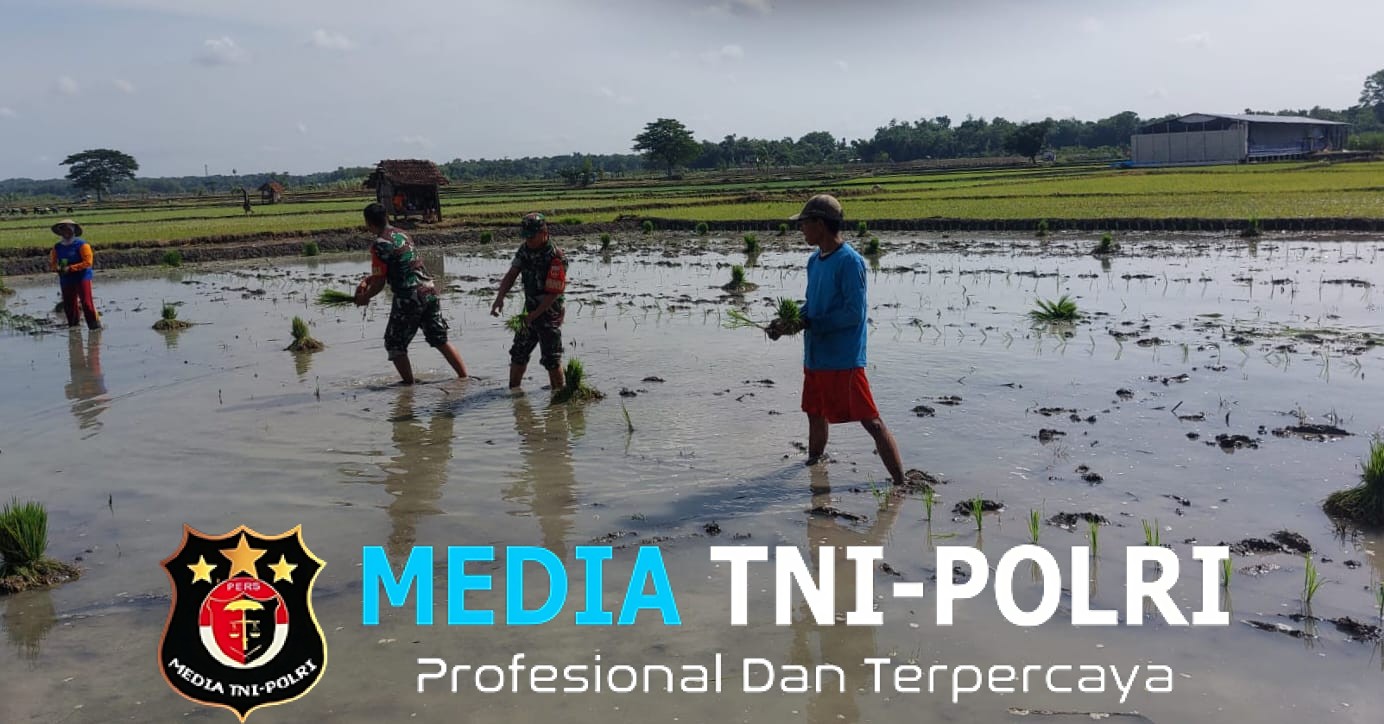 Babinsa Bantu Tanam Padi, Berharap Panen Kedepan Melimpah