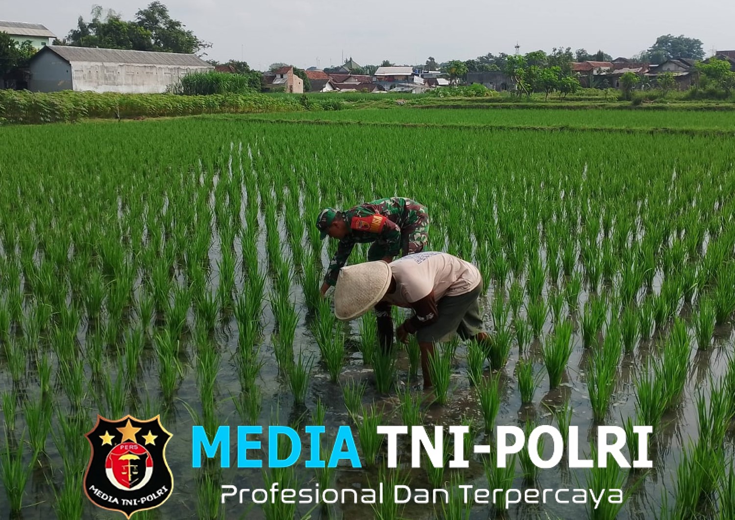 Babinsa Sananwetan Dampingi Petani Penyiangan Gulma Di Lahan Pertanian