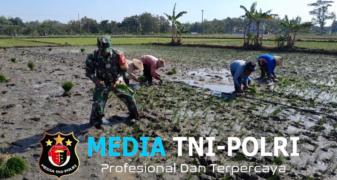 Babinsa Bantu Petani Tanam Padi, Wujud Nyata Kepedulian Terhadap Ketahanan Pangan