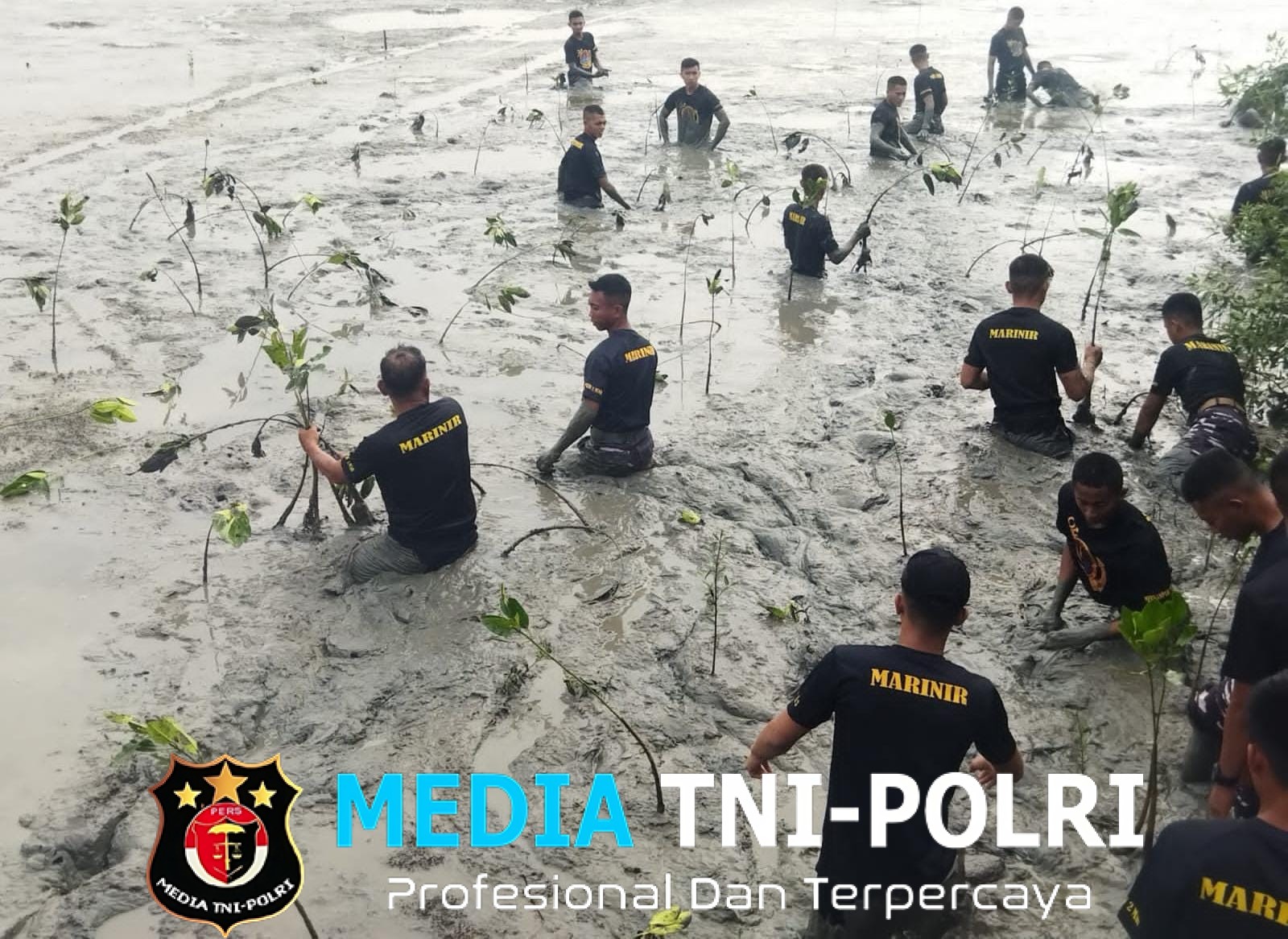 HUT Pasmar 2 Ke 25 Peduli Penanaman Mangrove di Pantai Kenjeran Surabaya