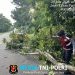 Respon Cepat Sat Samapta Polres Lampung Timur Evakuasi Pohon Tumbang, Akses Lintas Timur Sukadana Kembali Lancar