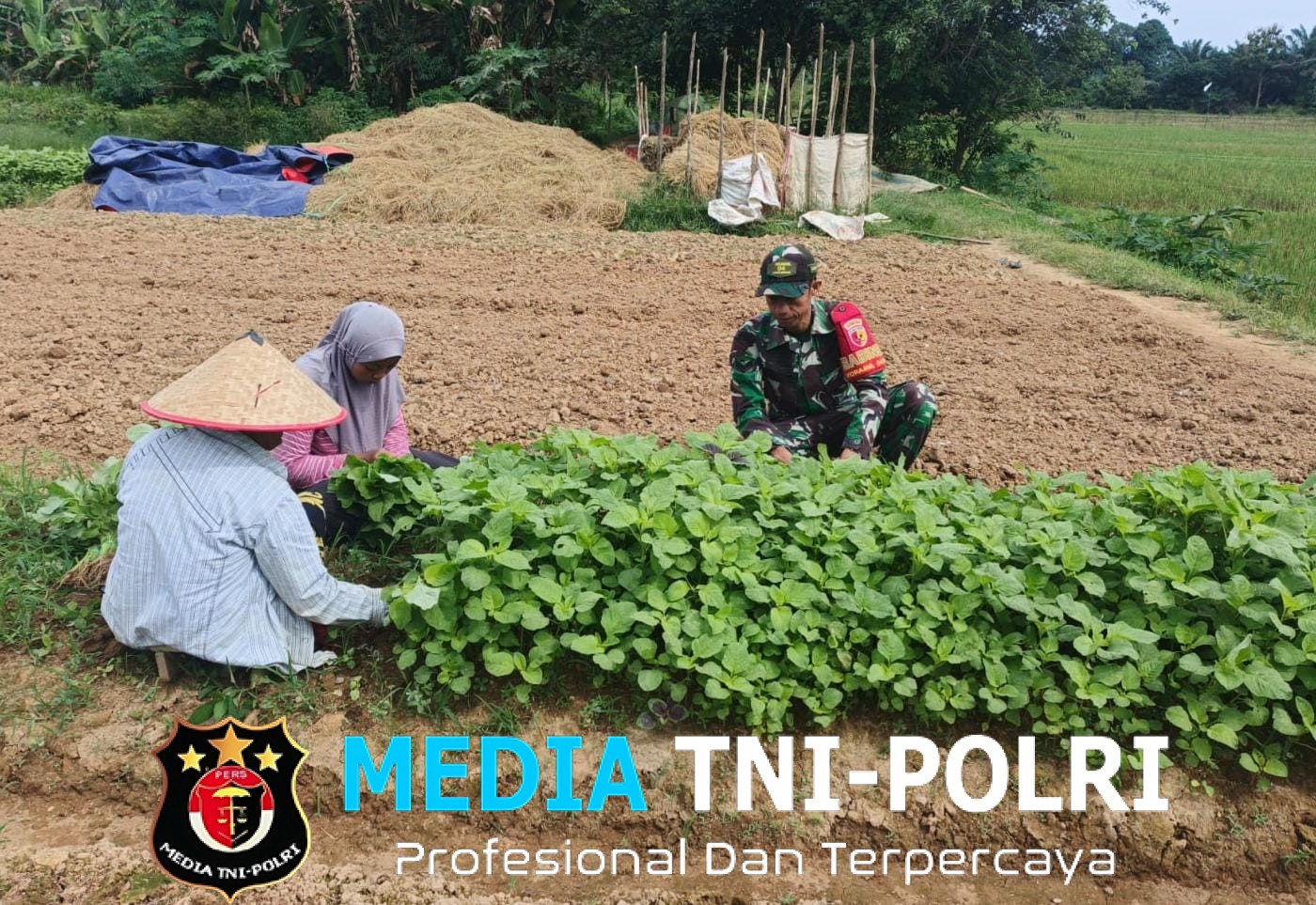 Dukung Program Pemerintah Babinsa Dampingi Petani Sayur Bayam di Desa Binaan