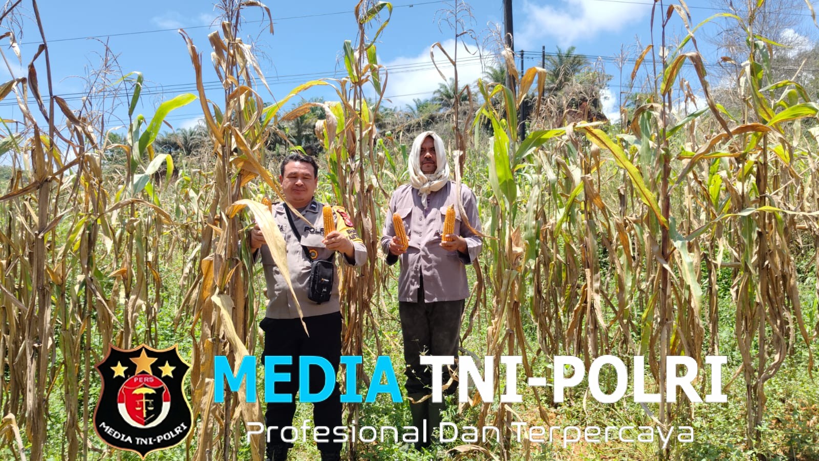 Panen Raya Jagung 1 Hektare di Desa Kersik Belantian, Wujud Sinergi Polri dan Petani Dukung Ketahanan Pangan
